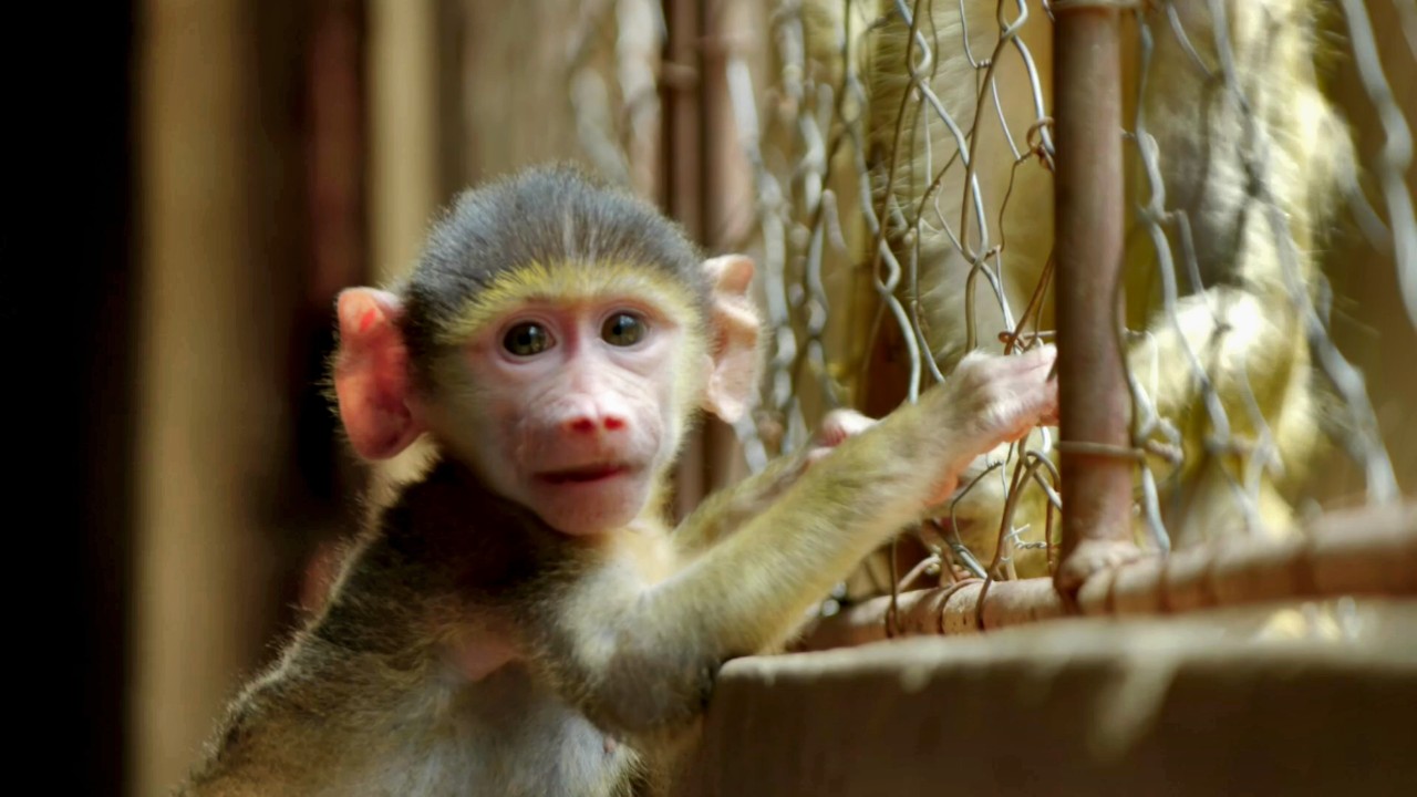Malawi Wildlife Rescue 1-1