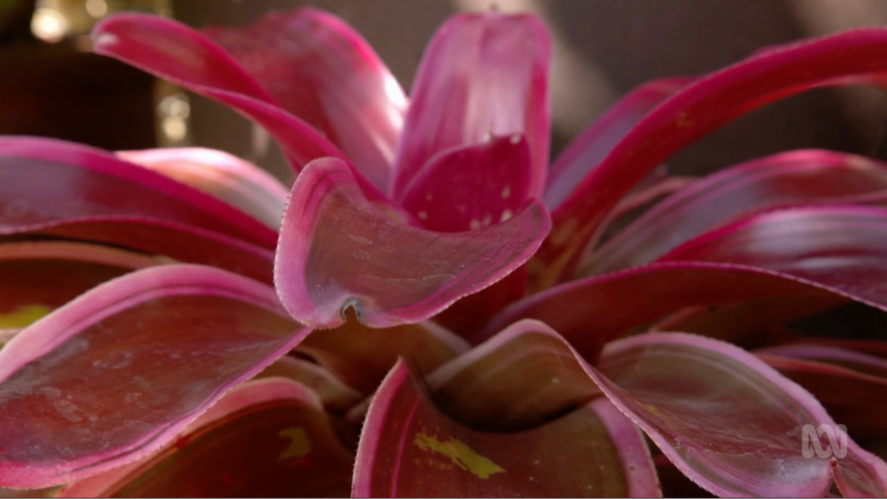 Gardening Australia 33-8
