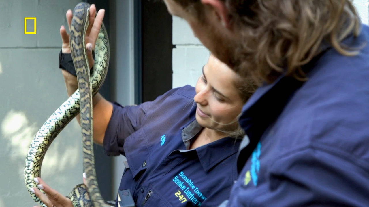 Aussie Snake Wranglers 2-12