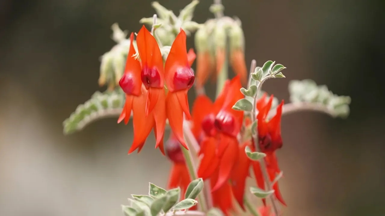 Gardening Australia 34-9