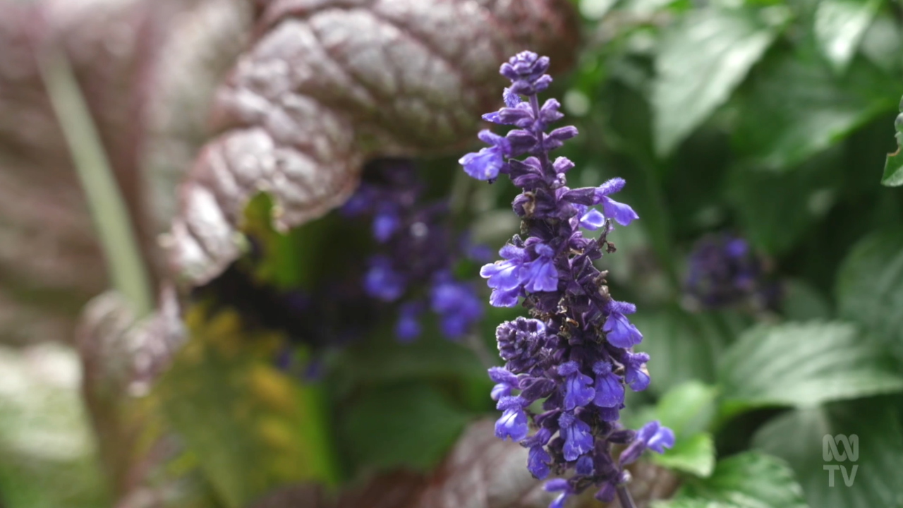 Gardening Australia 34-18