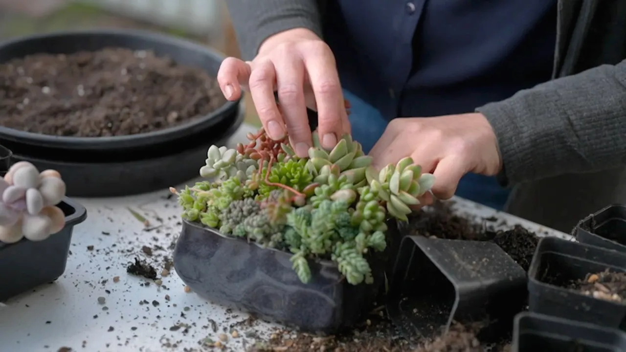 Gardening Australia 34-25