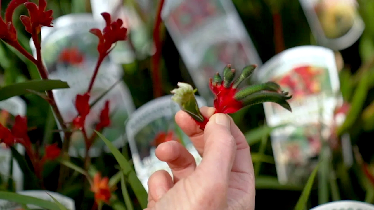 Gardening Australia 34-30