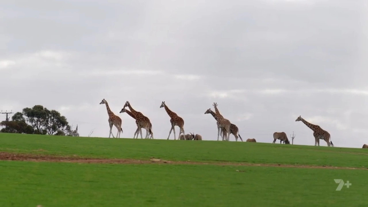 Animals Aboard 1-1