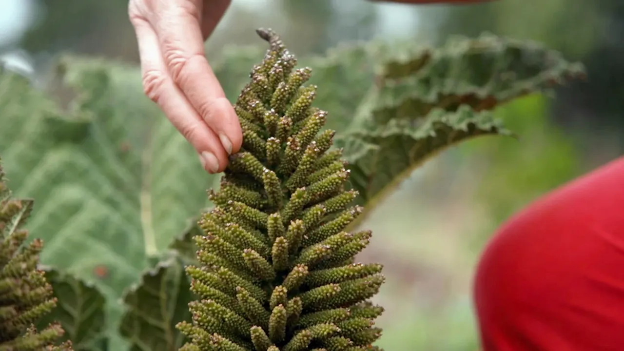 Gardening Australia 35-2