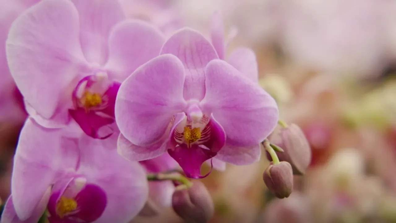 Gardening Australia 36-25
