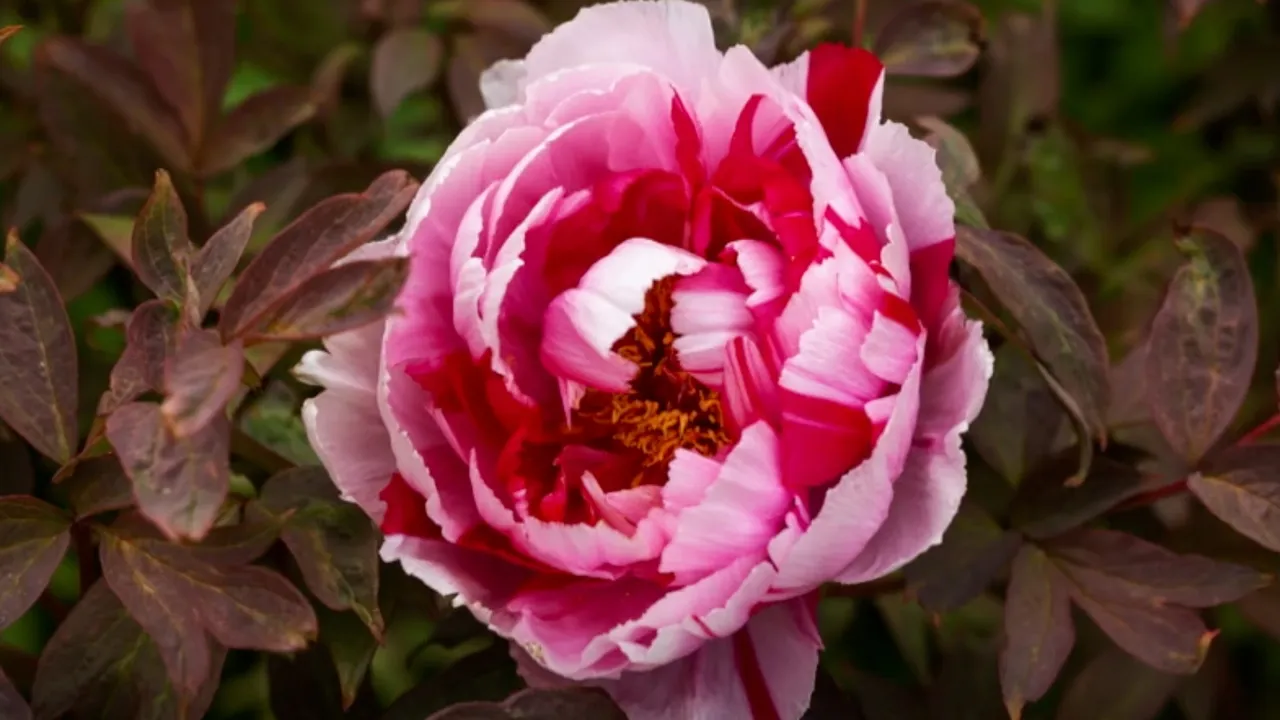 Gardening Australia 36-35